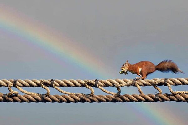 밧줄 하나 걸었을 뿐인데…영국에 생긴 다람쥐 전용 '육교'