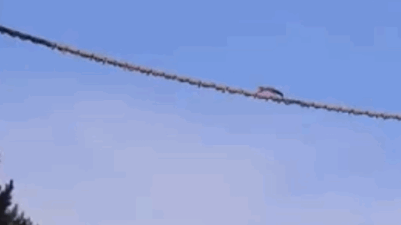 밧줄 하나 걸었을 뿐인데…영국에 생긴 다람쥐 전용 '육교'