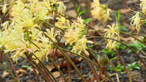 [포토] 가을이 열렸다…그리움의 꽃 '노란 상사화' 만개