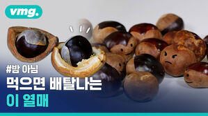 밤인 줄 알고 먹었다간 큰일 나는 칠엽수 열매, 밤과 구분법을 알려드립니다
