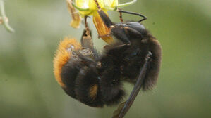 날 수 있다고 믿어서 난다? 인기 만점 '호박벌' 실체