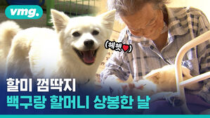 월드스타 등극한 시고르자브종 백구, 한 달만에 할머니와 눈물겨운 상봉