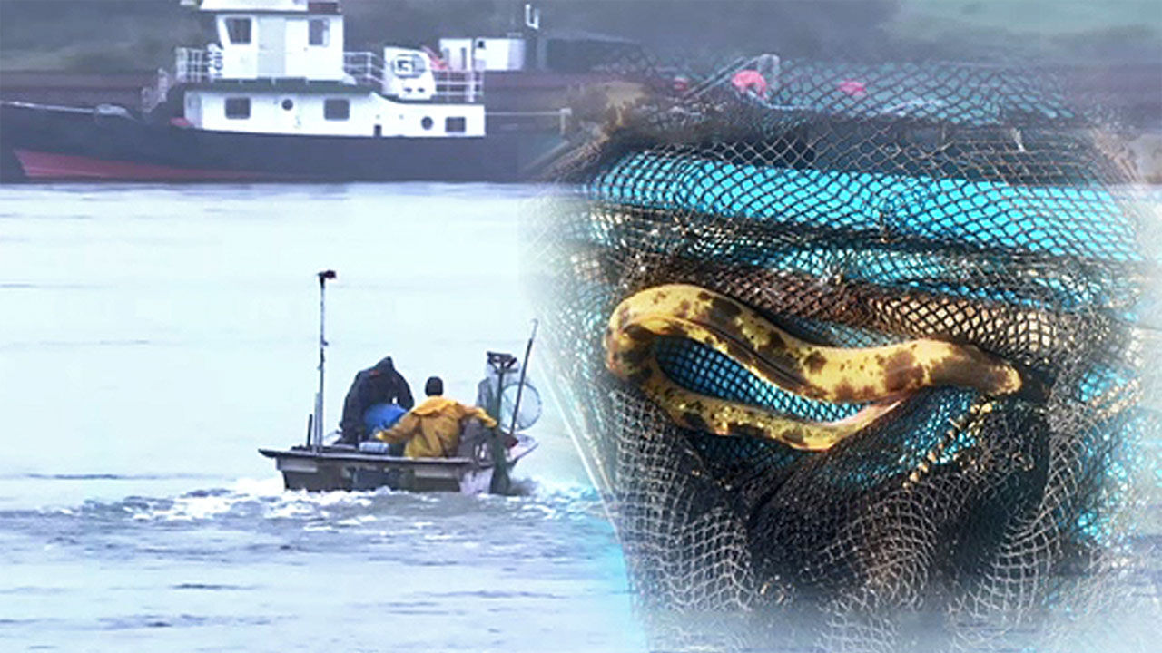 'Golden eel' caught in the Han River... Is it auspicious or a danger