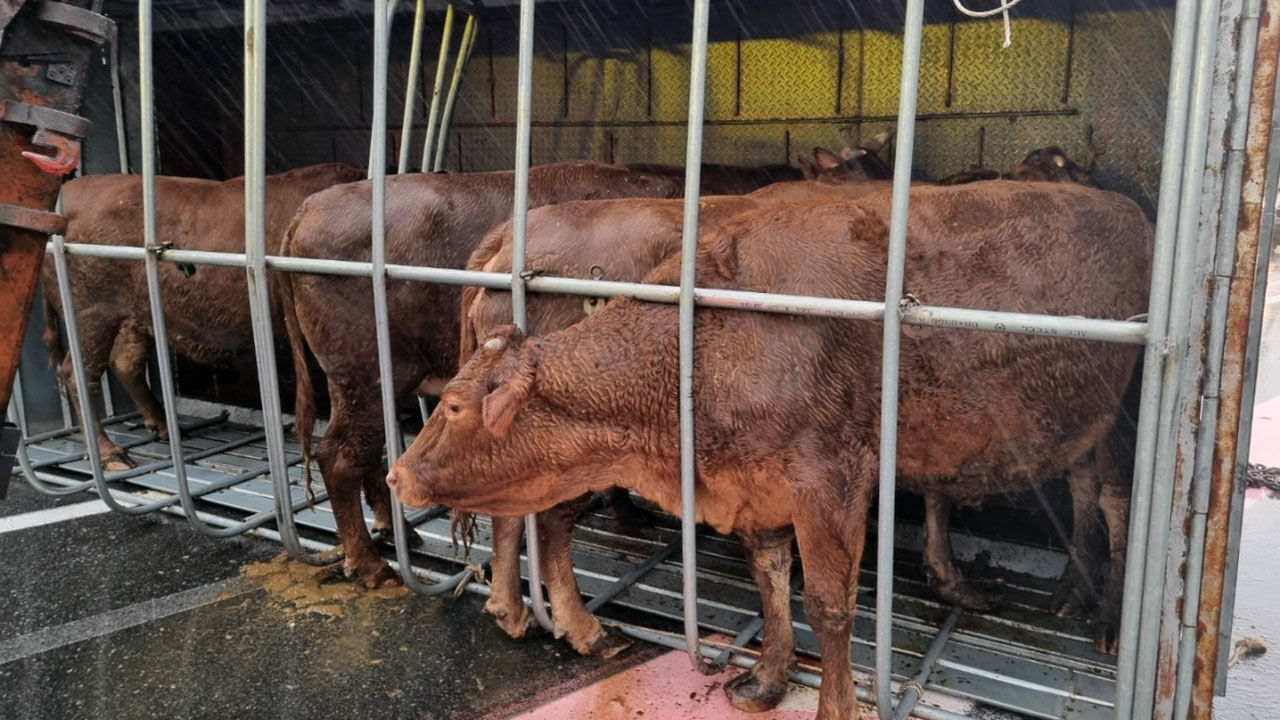 남해고속도서 빗길 사고…소 수송 차량 운전사 숨져 (사진=독자 송영훈 씨 제공, 연합뉴스)