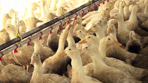 [취재파일] 닭 · 오리 습격 H5N1 바이러스…닭 100% 폐사