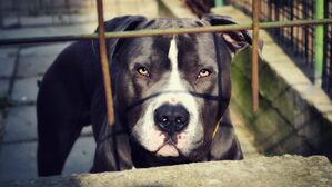 [Pick] 4살 아들에 달려든 핏불&hellip;맨몸으로 막은 엄마, 양팔 잃고 사망