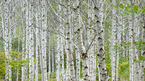 [라이프] 길, 책을 만나다 ⑨ '삶은 익숙한 것과 결별하는 순간 진보한다.' - 영양 '죽파리 자작나무 숲길'