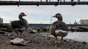 질병청 "유럽서도 AI 인체 감염&hellip;가금류&middot;길고양이 접촉 자제해야"
