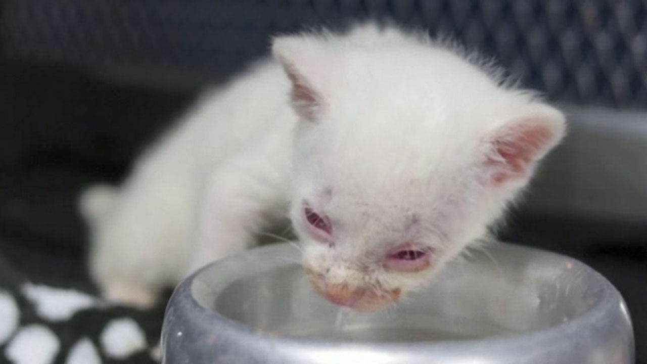 шотландец альбинос. порода кошек альбинос. рождение котенка альбиноса у нормально окрашенных родителей. белый лев маленький. родился котенок альбинос.