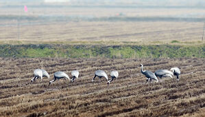 [취재파일] 논에 볍씨 뿌려 먹이 공급…철새와의 공생이 중요한 이유