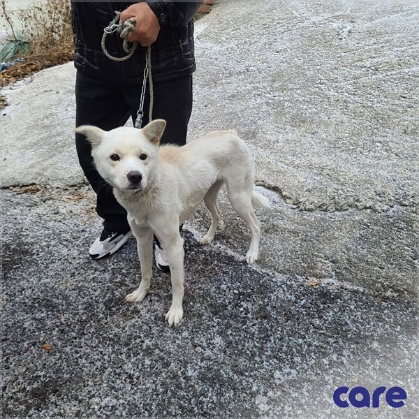 [Pick] 쇠 상자에 갇혀 끌려다닌 개…주인의 무지한 '애정'이었다