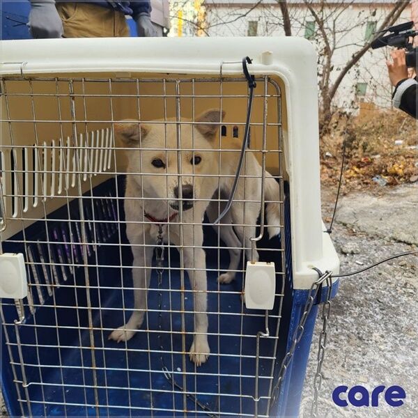 [Pick] 쇠 상자에 갇혀 끌려다닌 개…주인의 무지한 '애정'이었다
