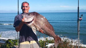 드론이 이룬 '월척'의 꿈…뉴질랜드인, 집에서 14.5㎏ 도미 낚아