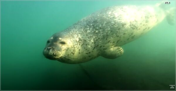 (주말용)[Pick] 한밤중 바다로 추락한 美 남성…'물개' 덕에 구사일생