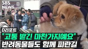 [D리포트] 우크라이나 피란 고통 함께 나누는 반려동물들