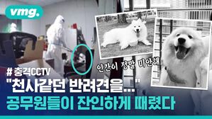 vmg. 인간이 정말 미안해 # 충격CCTV "천사같던 반려견을" 공무원들이 잔인하게 때렸다