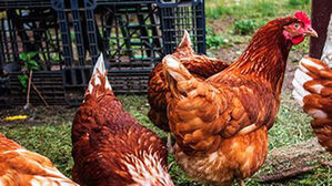 미국서 고병원성 조류 인플루엔자 확산…17개주서 확인