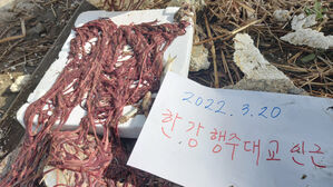 한강 하구 점령한 '끈벌레'&hellip;어촌 생계 위협