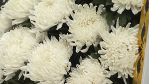 [실시간 e뉴스] "장례식에 조화 못 놓기도"&hellip;국화 한 단 5만 원 '역대 최고'