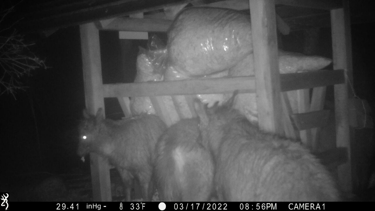 울진 산불..산양 생존