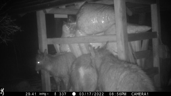 울진 산불..산양 생존