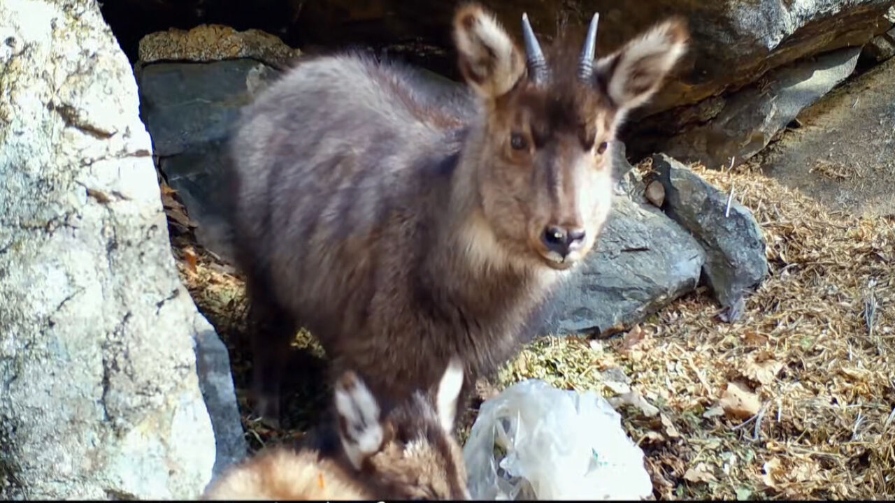 울진 산불..산양 생존
