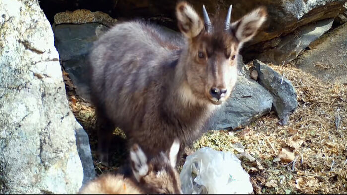 울진 산불..산양 생존