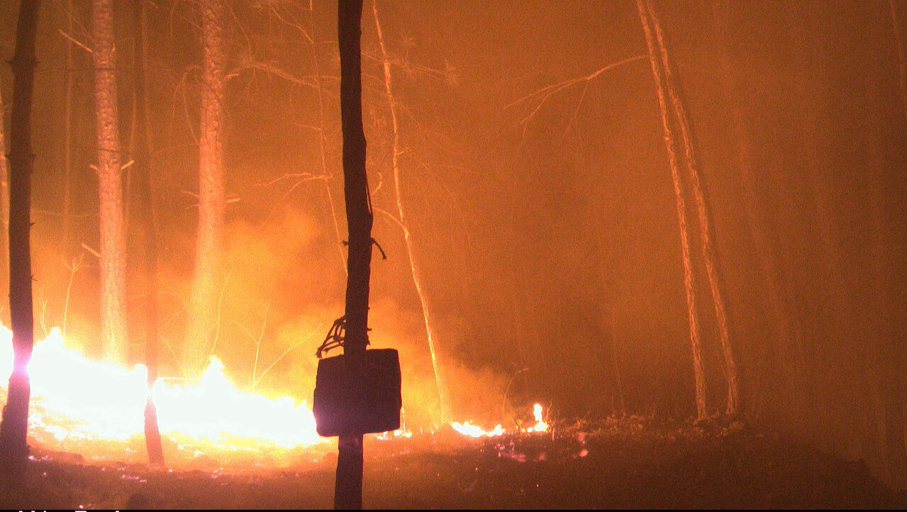 울진 산불..산양 생존