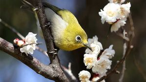 [포토] 전국 곳곳에 피어난 꽃…새들도 만끽하는 봄의 정취