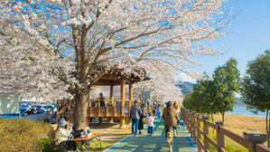 [포토] 4월 첫 주말, 곳곳서 '벚꽃 만개'…봄 만끽하는 시민들