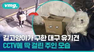 vmg. 길 고양이가 구한 대구 유기견 CCTV에 딱 걸린 주인 모습