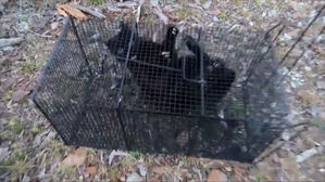 [단독] 텔레그램으로 옮긴 동물 학대방 적발…더 잔혹하고 악랄해졌다 (D리포트)