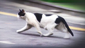 [단독] 텔레그램 속 '동물 학대방'&hellip;더 잔혹 &middot; 악랄해졌다