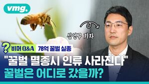 비머 Q&A "꿀벌 멸종하면 인류 사라진다" 정말?&hellip;꿀벌은 어디로 갔을까? (ft.심영구 기자)