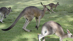 호주서 캥거루 공격에 70대 노인 숨져&hellip;"1936년 이후 처음"