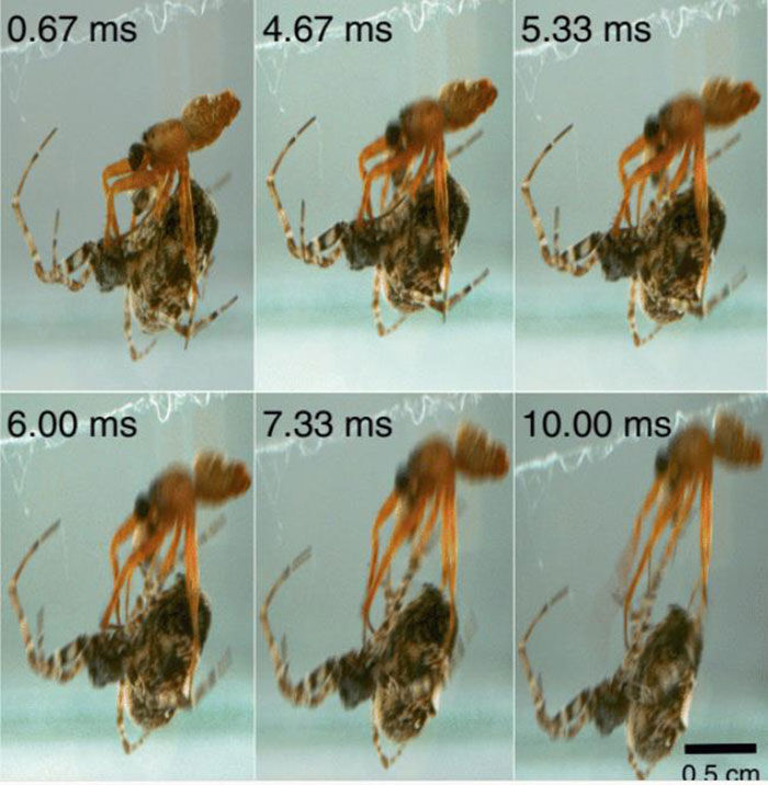 수컷 거미가 관절을 펴고 사출하는 초고속 이미지 (사진=Current Biology 논문 캡처, 연합뉴스)
