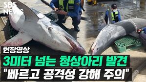 현장영상 3미터 넘는 청상아리 발견 "빠르고 공격성 강해 주의"