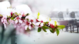 화사한 봄꽃 위로 '하얀 눈'&hellip;강원 산간 '꽃샘 폭설'