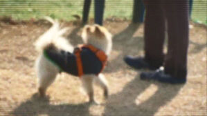 [Pick] 짖으며 달려든 강아지 걷어차고 견주 폭행한 부부 벌금형