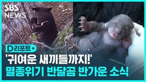 [D리포트] '귀여운 새끼들까지!' 멸종위기 반달곰 반가운 소식