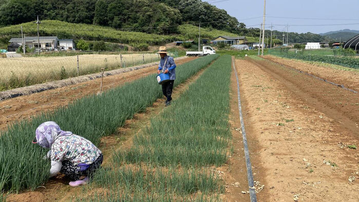 대덕면 파 밭 (사진=연합뉴스)