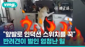 "앞발로 인덕션을 켜" 반려견이 벌인 엄청난 일