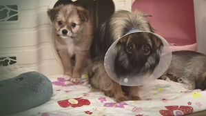 피서철 오자 유기동물 급증 "열흘 지나면 안락사인데&hellip;"