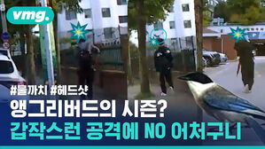 지나가는데 머리를 '퍽'&hellip;이 맘때 인간을 때리는 새들이 있다?
