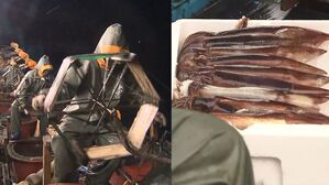 [D리포트] 동해 오징어 옛말…수온 높은 서해서도 잡힌다