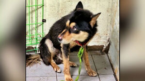 [실시간 e뉴스] 8살 아이 공격한 개, 안락사 면해&hellip;사건 송치 예정