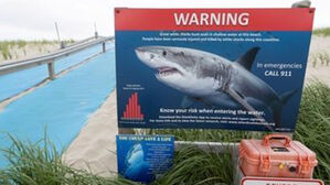 하와이서 상어 공격, 50대 프랑스 관광객 중태