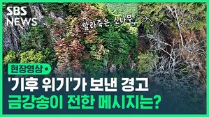 [현장영상] 사라지고 난 뒤에야 보이는 것들&hellip;'금강송' 떼죽음이 의미하는 것은?