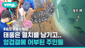 태풍은 멸치를 남기고... 엉겹결에 어부된 주민들