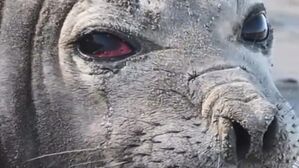 '시뻘건 눈' 바다표범 절규&hellip;쓰레기 지옥 된 아르헨 바닷가